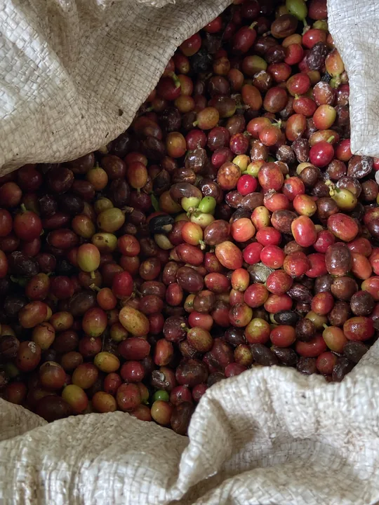 A sack full of ripe red and yellow coffee cherries at Finca Montealegre